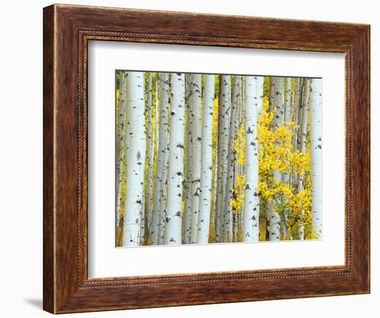 Aspen Grove, White River National Forest, Colorado, USA-Rob Tilley-Framed Photographic Print