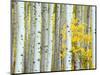 Aspen Grove, White River National Forest, Colorado, USA-Rob Tilley-Mounted Photographic Print