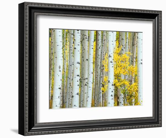 Aspen Grove, White River National Forest, Colorado, USA-Rob Tilley-Framed Photographic Print