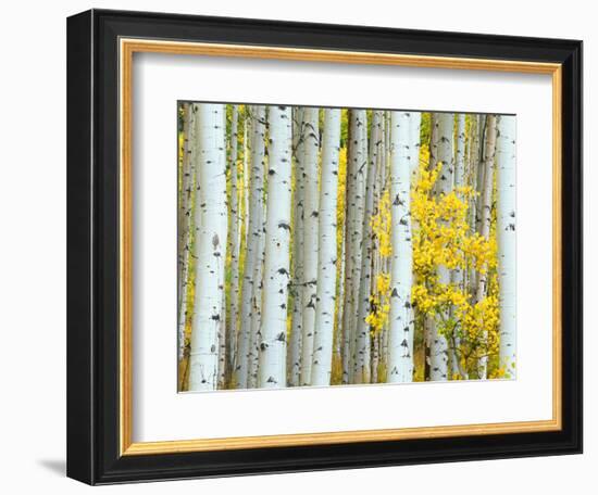 Aspen Grove, White River National Forest, Colorado, USA-Rob Tilley-Framed Photographic Print