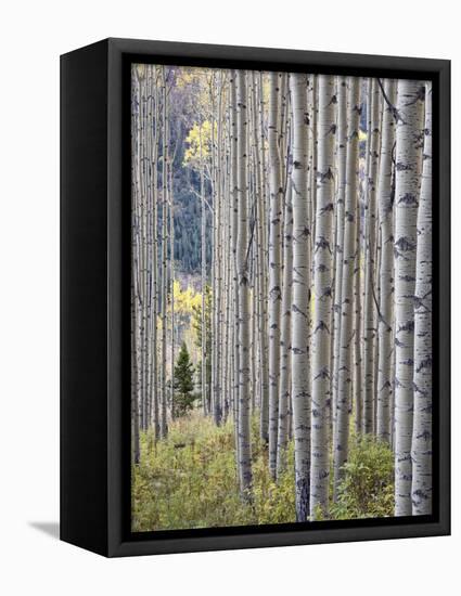 Aspen Grove with Early Fall Colors, Maroon Lake, Colorado, United States of America, North America-James Hager-Framed Premier Image Canvas