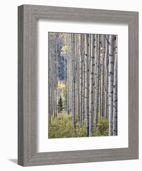 Aspen Grove with Early Fall Colors, Maroon Lake, Colorado, United States of America, North America-James Hager-Framed Premium Photographic Print