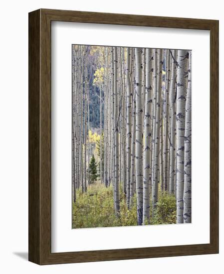 Aspen Grove with Early Fall Colors, Maroon Lake, Colorado, United States of America, North America-James Hager-Framed Premium Photographic Print