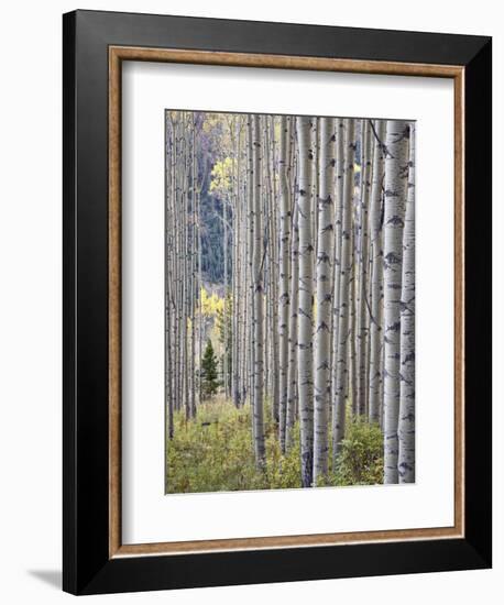 Aspen Grove with Early Fall Colors, Maroon Lake, Colorado, United States of America, North America-James Hager-Framed Premium Photographic Print
