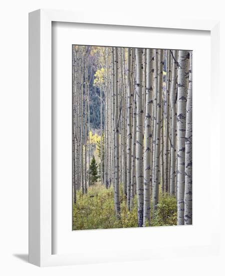 Aspen Grove with Early Fall Colors, Maroon Lake, Colorado, United States of America, North America-James Hager-Framed Premium Photographic Print