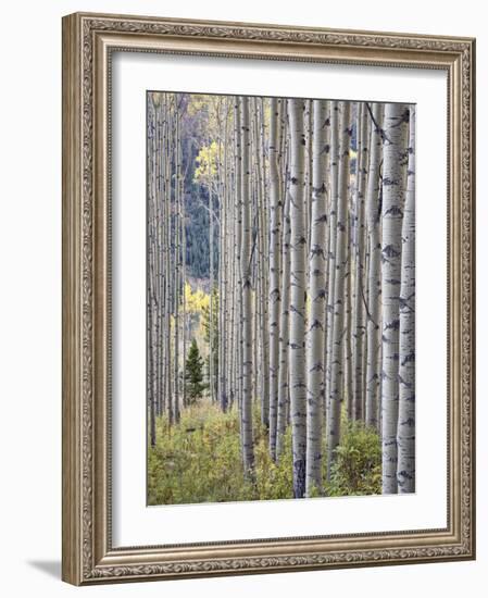 Aspen Grove with Early Fall Colors, Maroon Lake, Colorado, United States of America, North America-James Hager-Framed Photographic Print