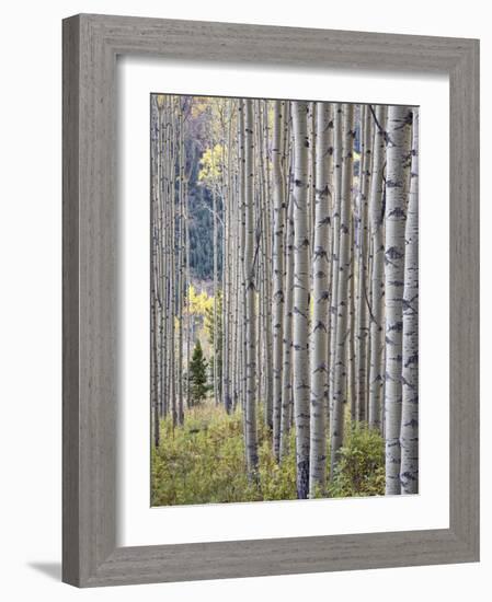 Aspen Grove with Early Fall Colors, Maroon Lake, Colorado, United States of America, North America-James Hager-Framed Photographic Print