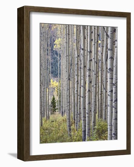 Aspen Grove with Early Fall Colors, Maroon Lake, Colorado, United States of America, North America-James Hager-Framed Photographic Print