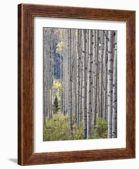 Aspen Grove with Early Fall Colors, Maroon Lake, Colorado, United States of America, North America-James Hager-Framed Photographic Print