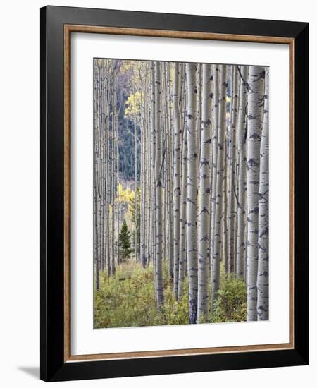 Aspen Grove with Early Fall Colors, Maroon Lake, Colorado, United States of America, North America-James Hager-Framed Photographic Print