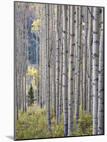 Aspen Grove with Early Fall Colors, Maroon Lake, Colorado, United States of America, North America-James Hager-Mounted Photographic Print
