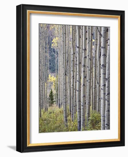 Aspen Grove with Early Fall Colors, Maroon Lake, Colorado, United States of America, North America-James Hager-Framed Photographic Print