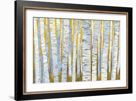 Aspen Grove-Kathrine Lovell-Framed Art Print