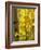 Aspen Highlights-Danny Head-Framed Photographic Print