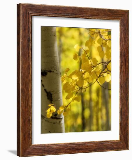 Aspen Highlights-Danny Head-Framed Photographic Print