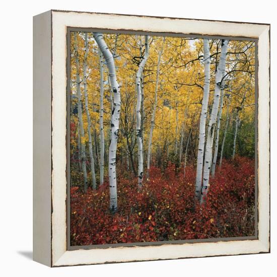 Aspen in autumn at Uinta National Forest-Micha Pawlitzki-Framed Premier Image Canvas