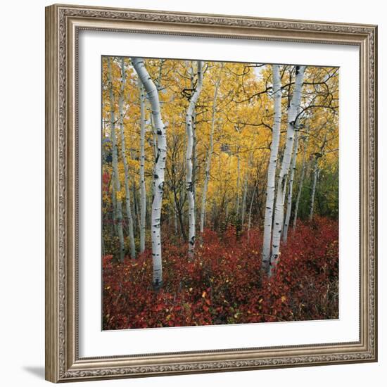 Aspen in autumn at Uinta National Forest-Micha Pawlitzki-Framed Photographic Print