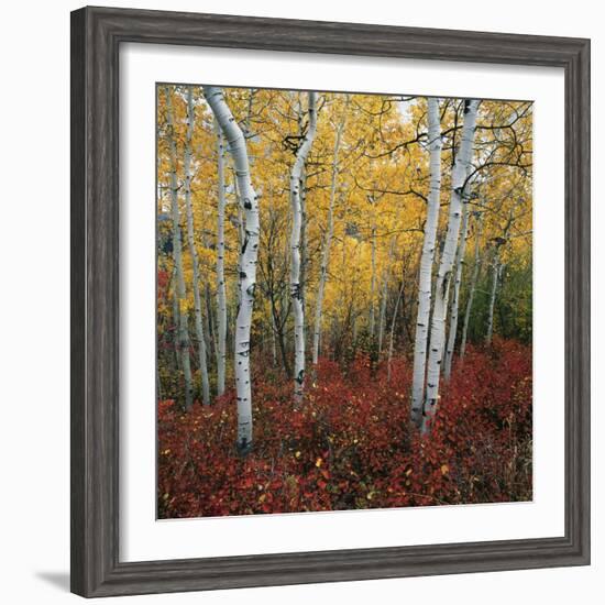 Aspen in autumn at Uinta National Forest-Micha Pawlitzki-Framed Photographic Print