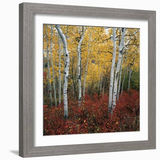 Aspen in autumn at Uinta National Forest-Micha Pawlitzki-Framed Photographic Print