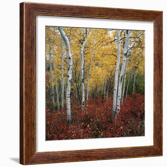 Aspen in autumn at Uinta National Forest-Micha Pawlitzki-Framed Photographic Print