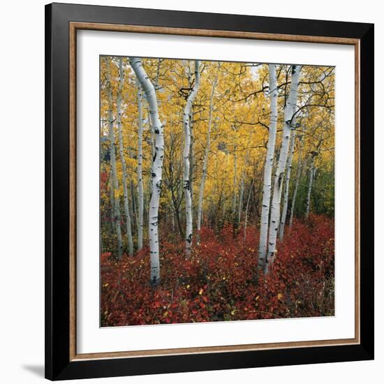 Aspen in autumn at Uinta National Forest-Micha Pawlitzki-Framed Photographic Print