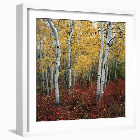 Aspen in autumn at Uinta National Forest-Micha Pawlitzki-Framed Photographic Print