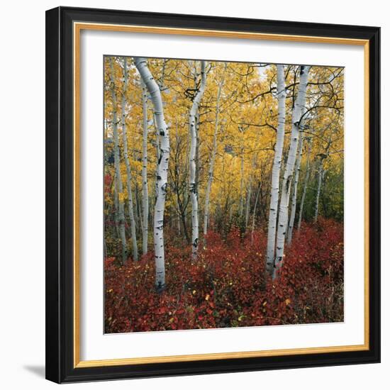 Aspen in autumn at Uinta National Forest-Micha Pawlitzki-Framed Photographic Print