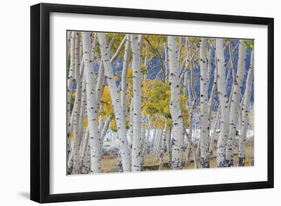 Aspen in Meadow 2-Don Paulson-Framed Giclee Print