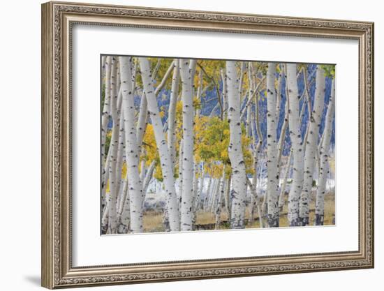 Aspen in Meadow 2-Don Paulson-Framed Giclee Print