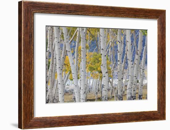 Aspen in Meadow 2-Don Paulson-Framed Giclee Print