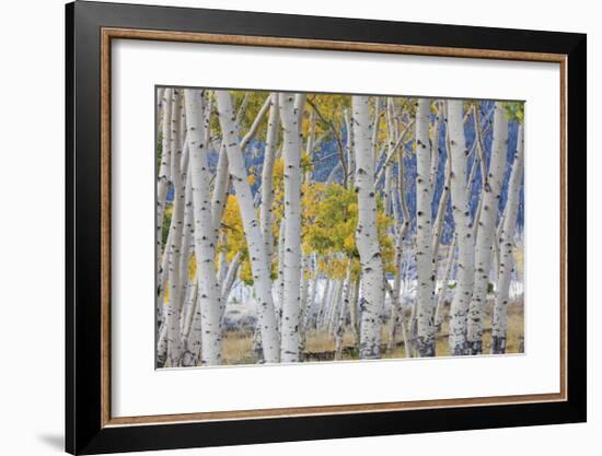 Aspen in Meadow 2-Don Paulson-Framed Giclee Print