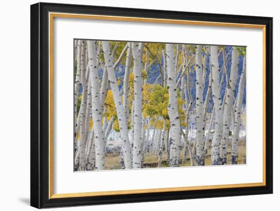 Aspen in Meadow 2-Don Paulson-Framed Giclee Print