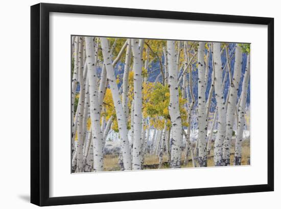 Aspen in Meadow 2-Don Paulson-Framed Giclee Print