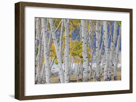 Aspen in Meadow 2-Don Paulson-Framed Giclee Print