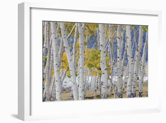 Aspen in Meadow 2-Don Paulson-Framed Giclee Print