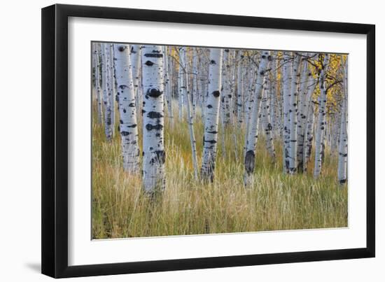 Aspen in Meadow-Don Paulson-Framed Giclee Print