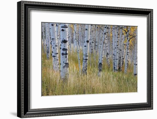 Aspen in Meadow-Don Paulson-Framed Giclee Print