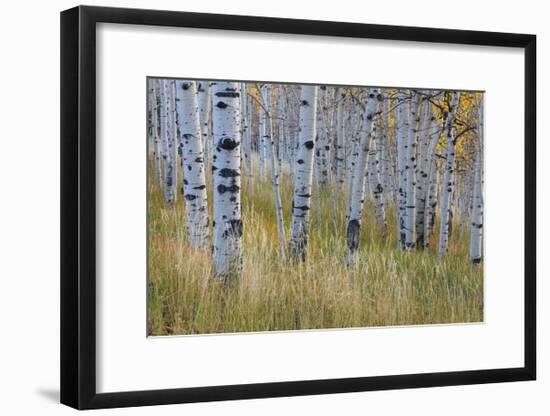 Aspen in Meadow-Don Paulson-Framed Giclee Print