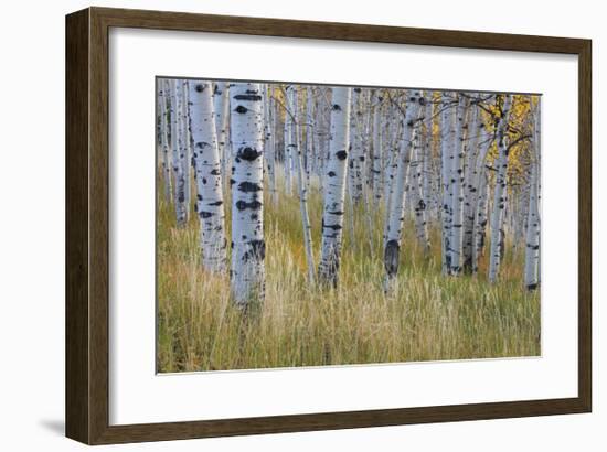 Aspen in Meadow-Don Paulson-Framed Giclee Print