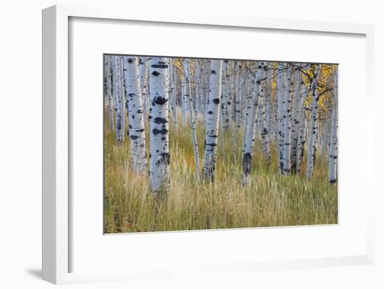 Aspen in Meadow-Don Paulson-Framed Giclee Print