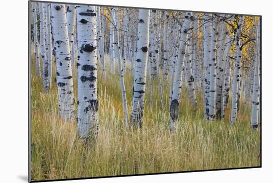 Aspen in Meadow-Don Paulson-Mounted Giclee Print