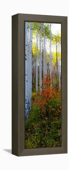 Aspen in the Day I-Kathy Mansfield-Framed Premier Image Canvas