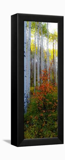 Aspen in the Day I-Kathy Mansfield-Framed Premier Image Canvas