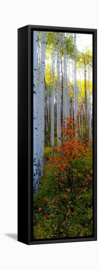 Aspen in the Day I-Kathy Mansfield-Framed Premier Image Canvas