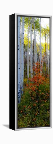 Aspen in the Day I-Kathy Mansfield-Framed Premier Image Canvas