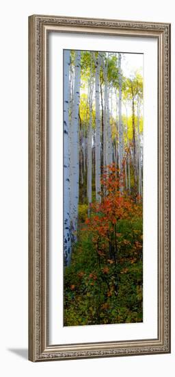 Aspen in the Day I-Kathy Mansfield-Framed Photographic Print