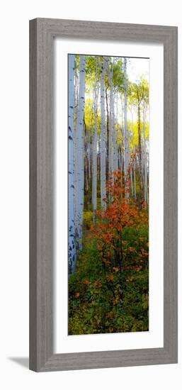 Aspen in the Day I-Kathy Mansfield-Framed Photographic Print