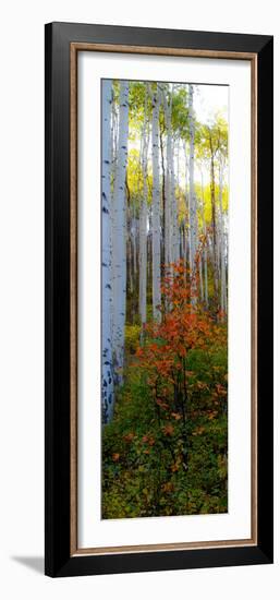 Aspen in the Day I-Kathy Mansfield-Framed Photographic Print