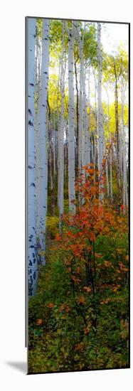 Aspen in the Day I-Kathy Mansfield-Mounted Photographic Print