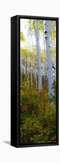 Aspen in the Day II-Kathy Mansfield-Framed Premier Image Canvas